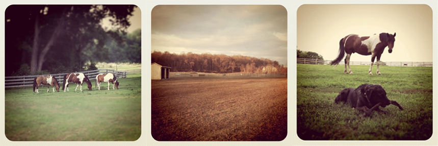 iron horse farm