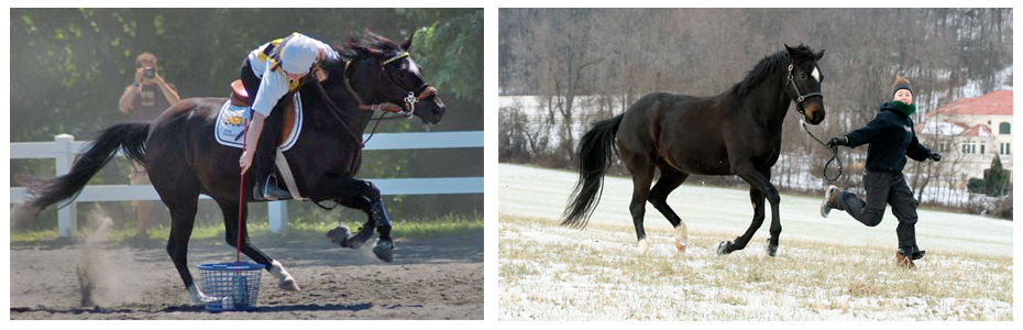 jet iron horse farm jet iron horse farm